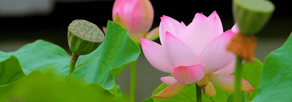Pink lotus on a pond