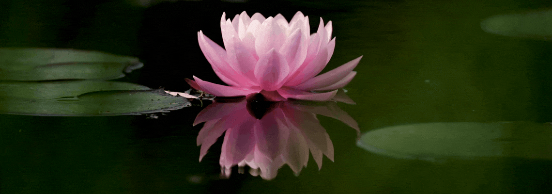 A lotus on a pond