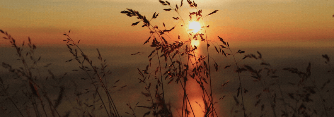 Sunset through grass
