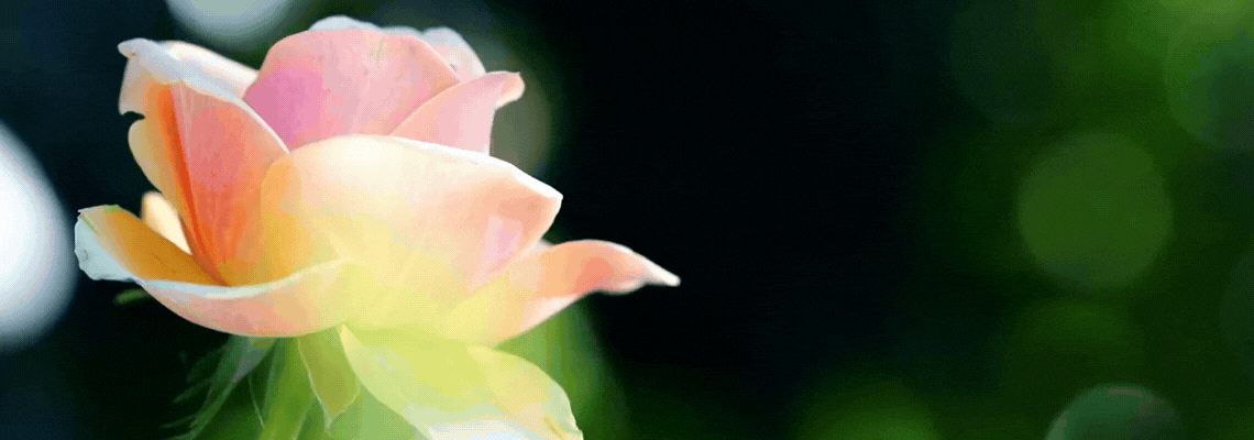 Blooming flower