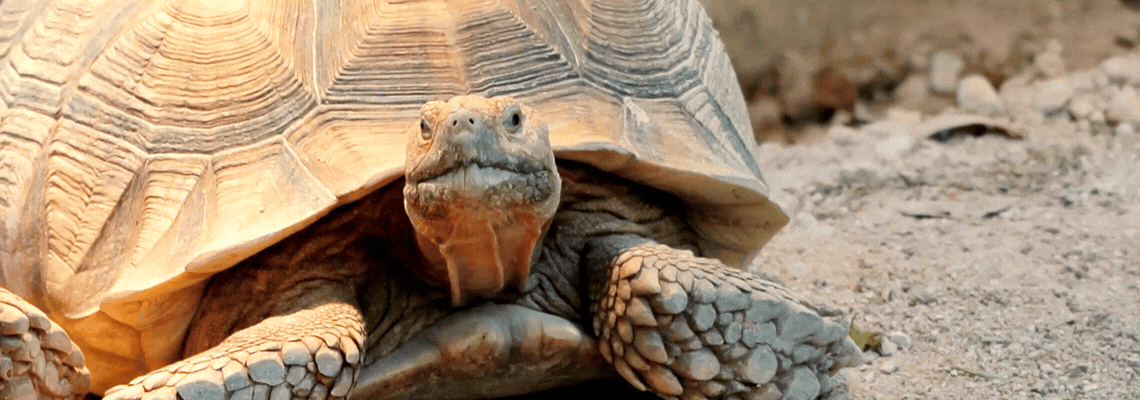 An Indian tortoise dropping it's head with tiredness
