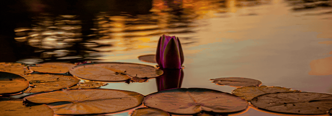Lotus flower blooms as the light shines upon it
