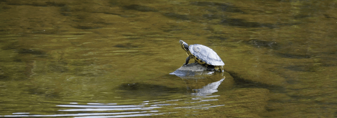 Meditating turtle