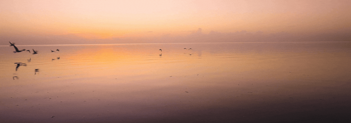 Birds swoop over a lake