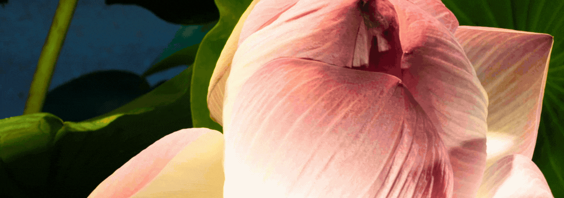 Lotus blooming