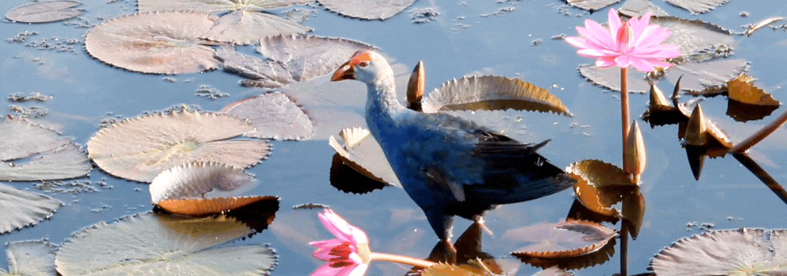 Lotus pond bird