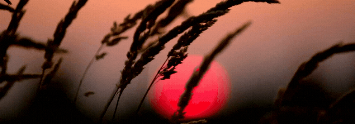 Red sunset viewed through grasses