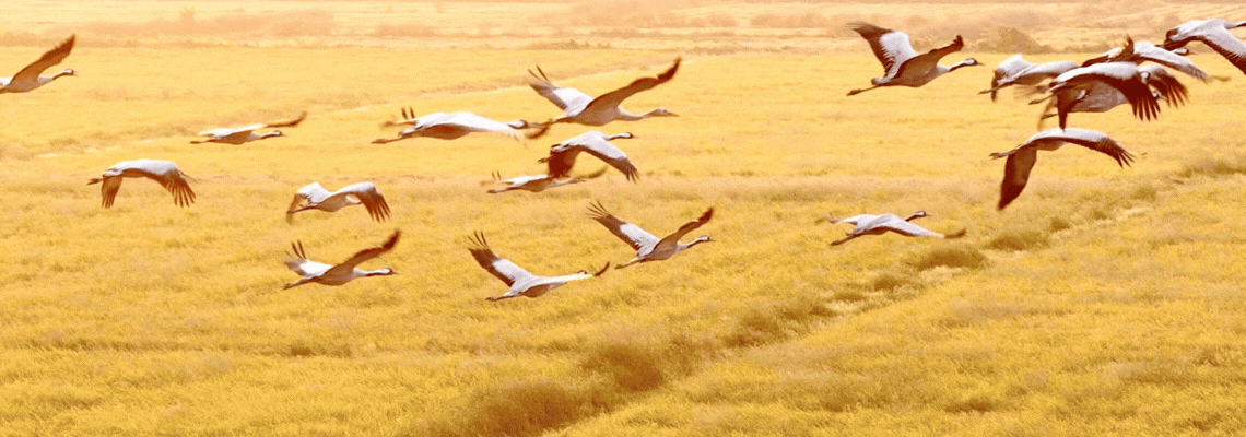 White cranes